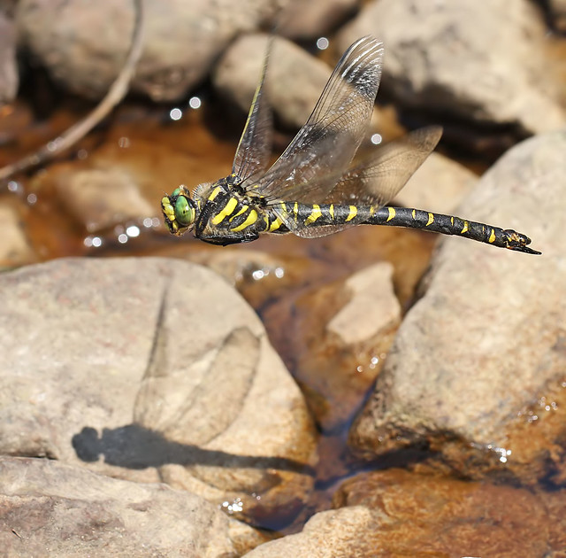 Female Golden-ringed dragonfly