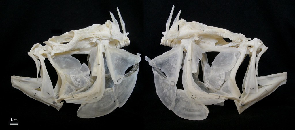Crâne de Turbot / Turbot Skull (Scophthalmus maximus)