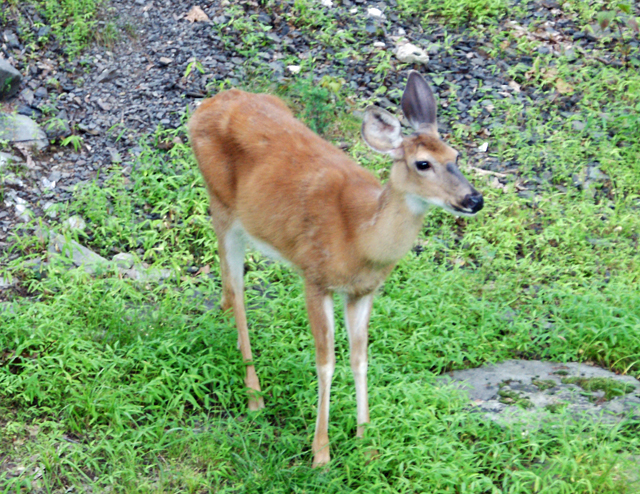 201407 deer 01