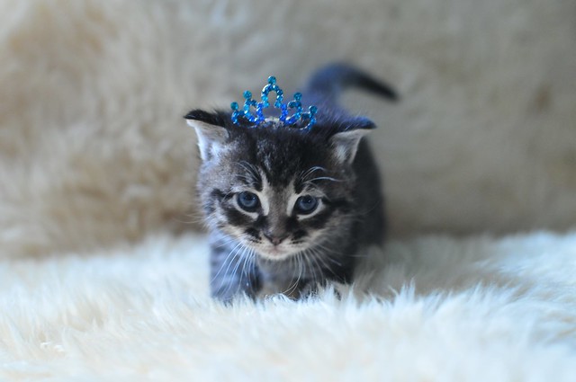 18/8.2014 - kitten royalty