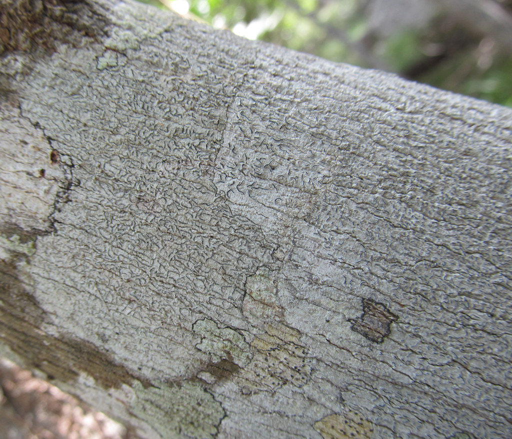 Graphis seminuda [IMG 2489C] | on tree bark, Heritage Walk, … | Flickr
