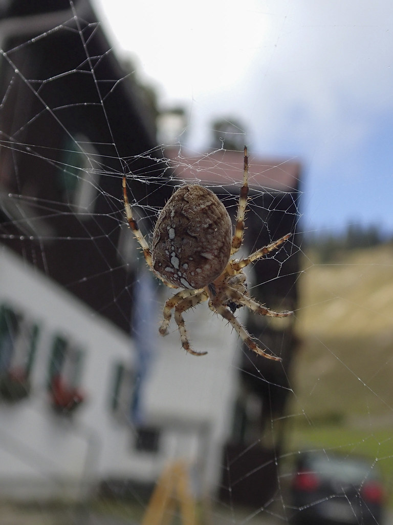 Spinne - Tour Bodenschneid, Mangfallgebirge, Bayern | Flickr