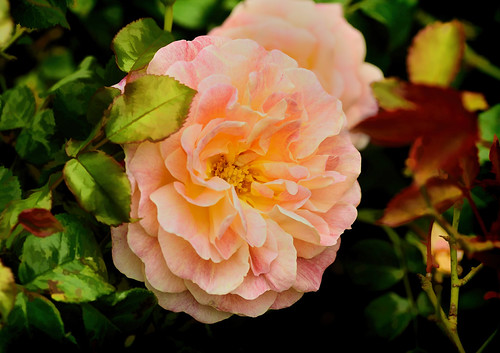Rose | by PogiPete