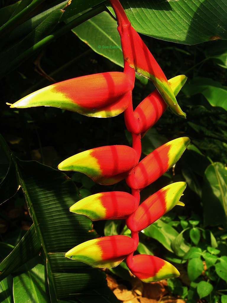Thursday Flower - Heliconia pendula Lobster Claw