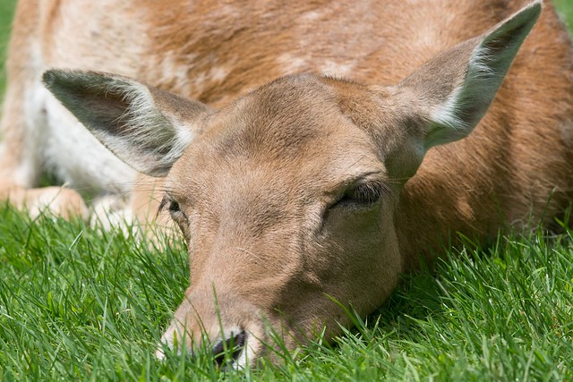 Deer in the Grass