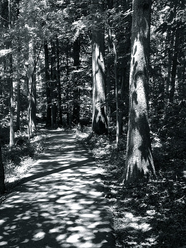 Dappled path | by ljewler