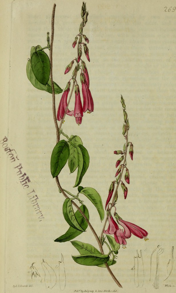 Image from page 33 of 