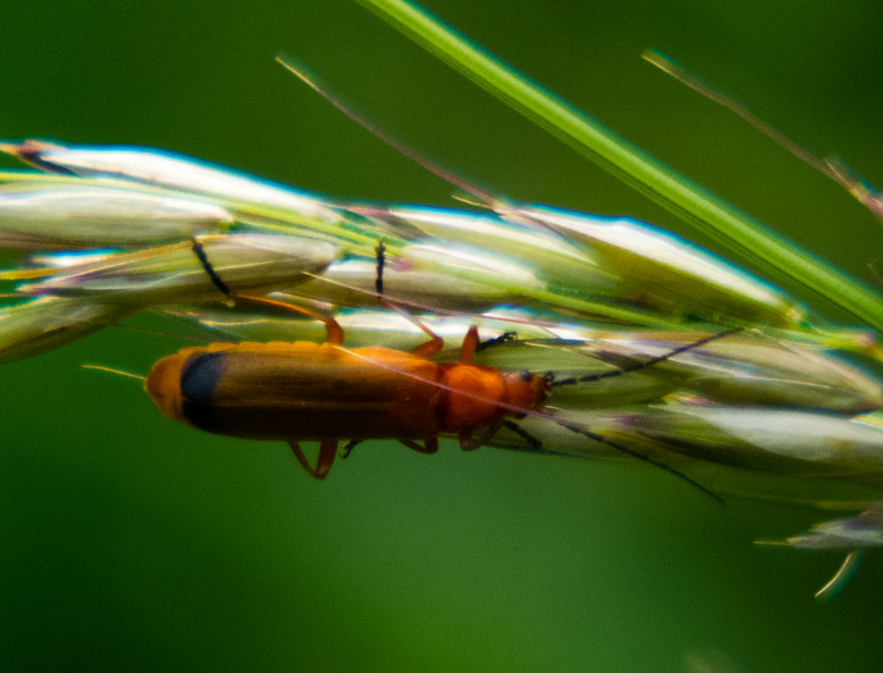 Common red soldier beetle (Rhagonycha fulva)
