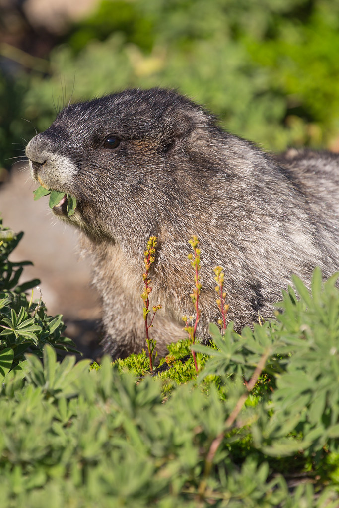 Hoary marmot | mfeingol | Flickr