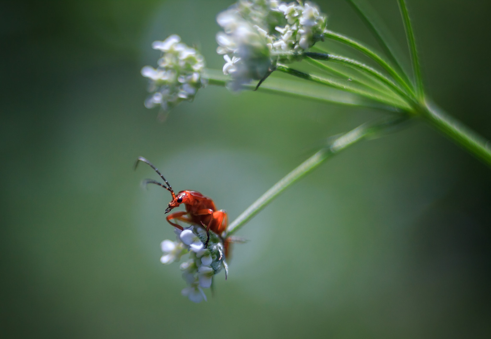 Insects | Flickr