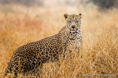 leopard krugernationalpark kruger lowersable