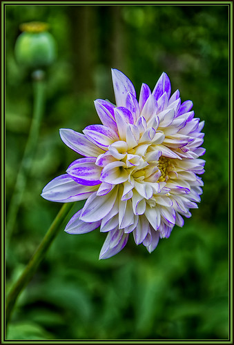 poppy flowers withering the dahlias take their place | by scorpion (13)