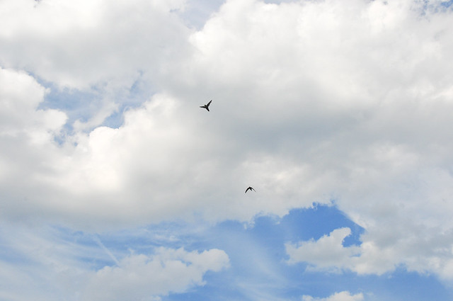 Chimney Swifts Overhead