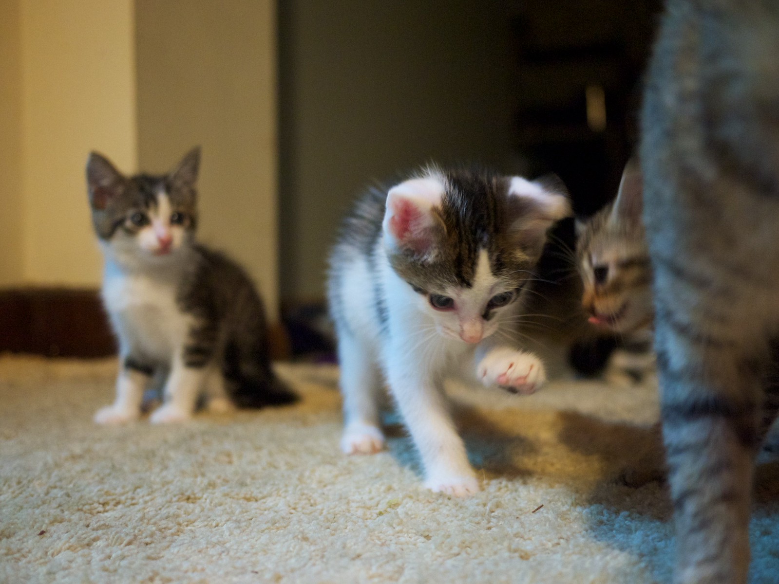 Columbus Cats