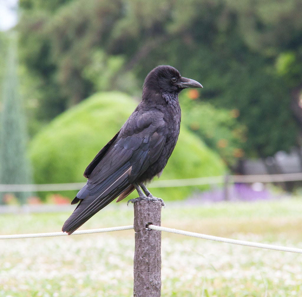 Carrion Crow (Corvus corone) - Ryokuchi-Koen Park.Osaka, Japan - July 2014