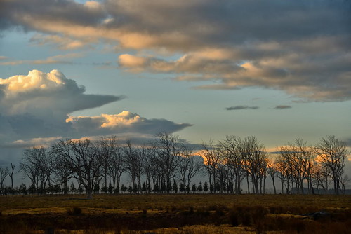 trees sunrise cloudy australia newsouthwales aus deadtrees wallalong bowthorne paulhollins nikond610