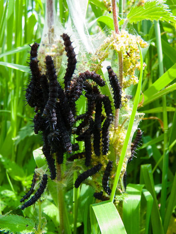 Peacock butterfly caterpillars