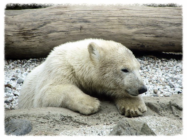 Baby Eisbär 