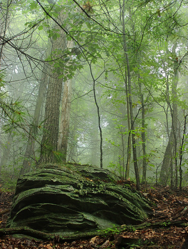 trees summer cliff nature fog forest lowlight rocks hiking pennsylvania creativecommons endlessmountains understory lycomingcounty riderpark precipitationfog