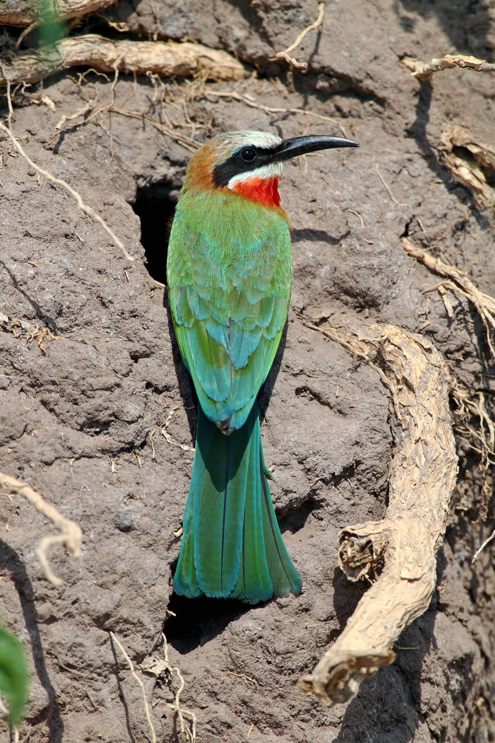 White-fronted Bee-eater - Botswana