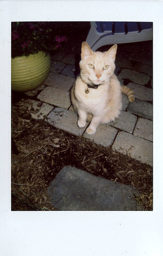 cat | by Judy M. Boyle