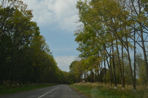 road tree landscape valentynabyelkina shortcartrip chernivtsiregion