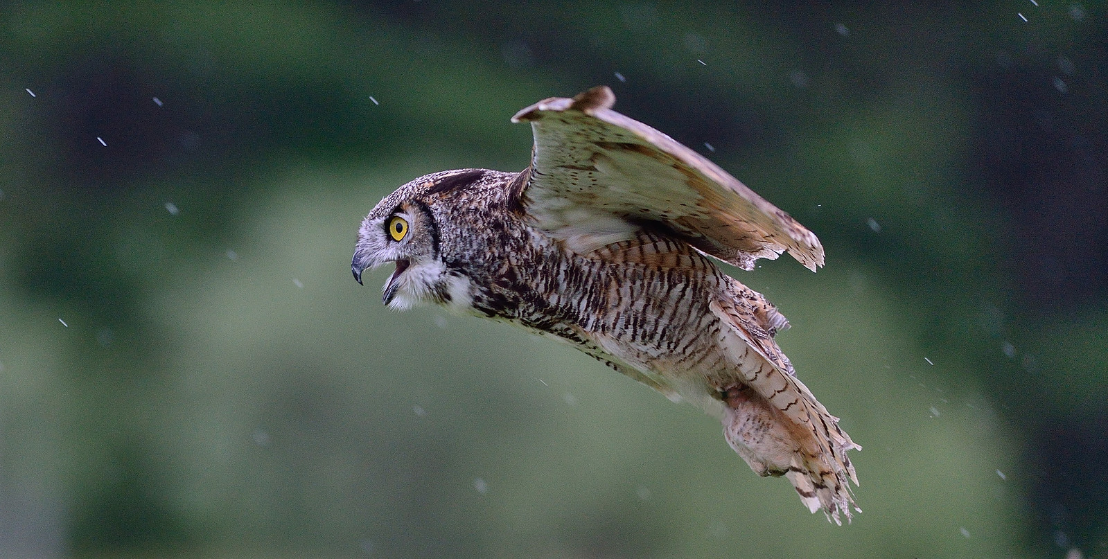 Canadian Raptor Conservancy, Simcoe Ontario, June 2014 | Flickr