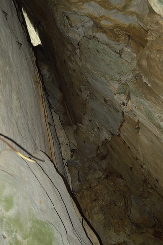 animals thailand limestone cave geology karst mammals bats chiangrai wiangchai
