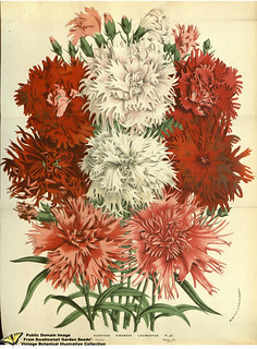 Dianthus chinensis L. var. laciniatus flore pleno - Flore … | Flickr