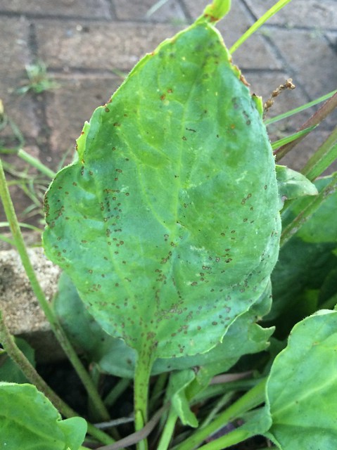 Plantago major: Cercospora leaf spot
