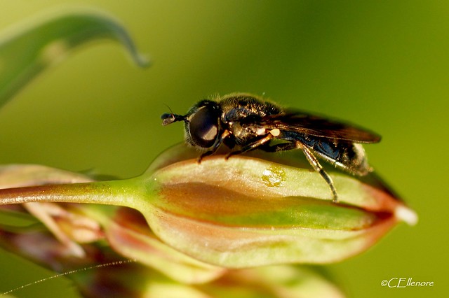 Grabwespen-Nymphe  / dipper wasp nymph
