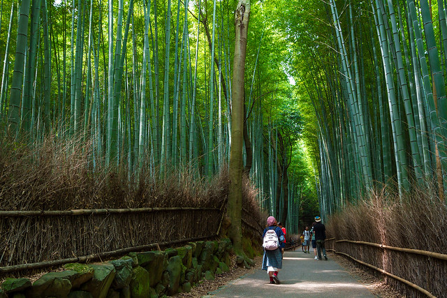 Kitasaga Bamboo Grove｜Kyoto Japan