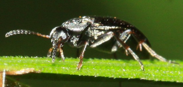 Anaspis rufilabris scraptiidae