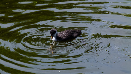 Half-grown coot chick diving for food