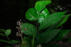 Clausena anisata (Rutaceae)