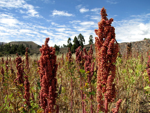Quinoa? | Peru 2014 quinoa | Christian Keller | Flickr