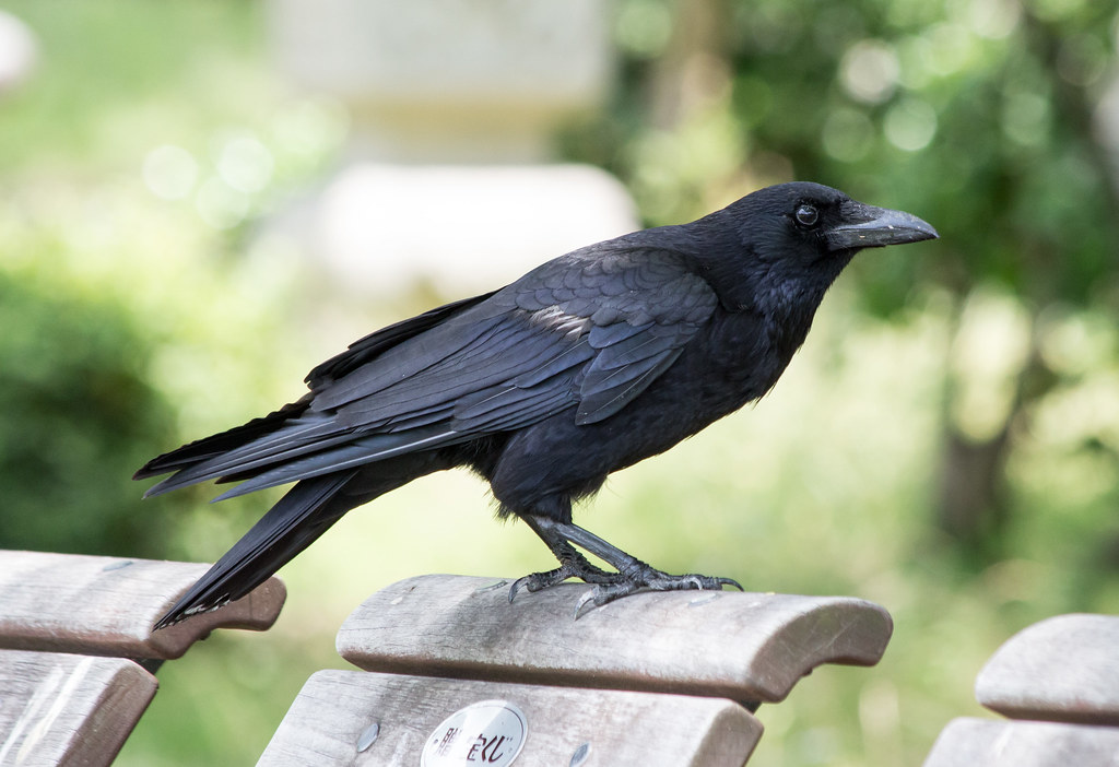 Carrion Crow (Corvus Corone) - Osaka Botanical Gardens, Japan - July 2014