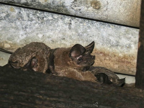 africa mammal guinea bat kindia chiroptera molossidae yimbekhoure