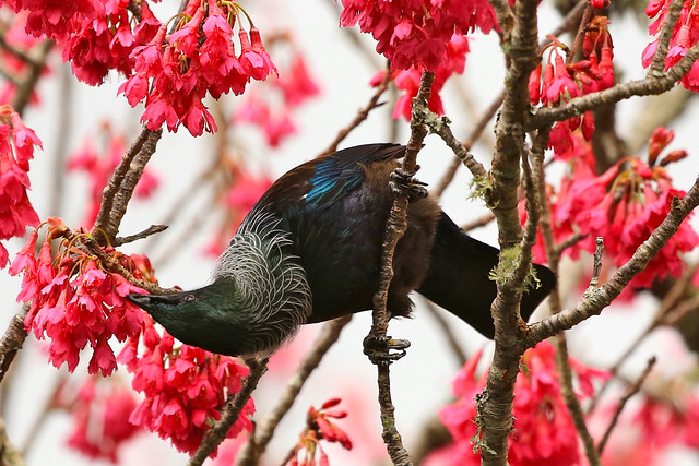 Heavenly Nectar Tui Parson Bird Deep Pink Taiwan Cherry Blossom New Zealand