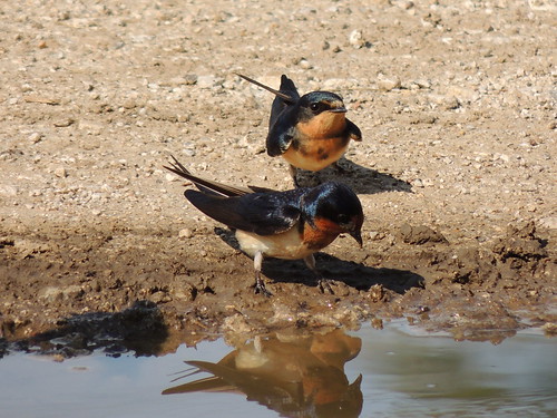 cliff swallows | by kansaskoan