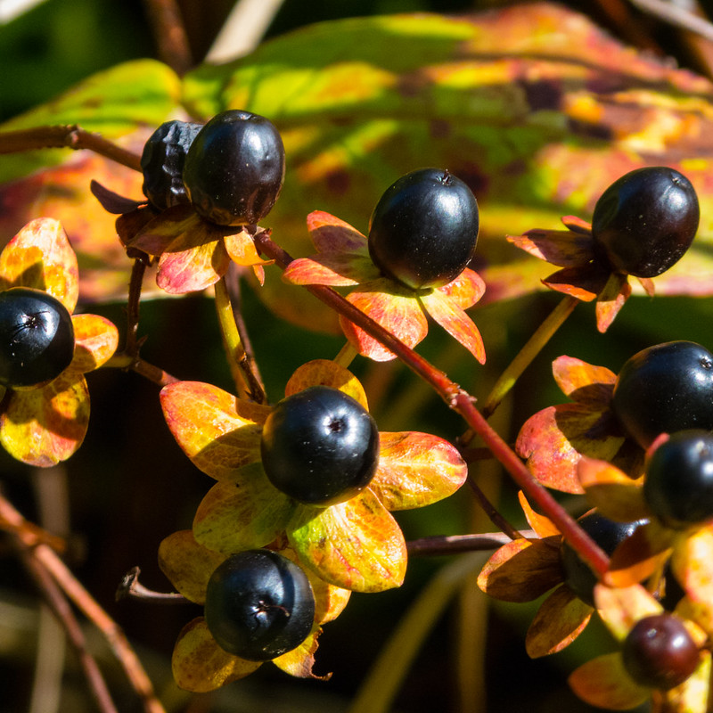 St Johns Wort berries, Bantock Park