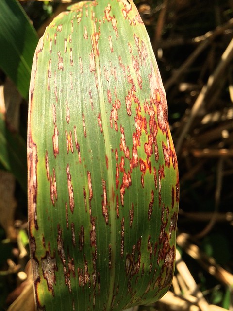 Leaf rust of Sudex hybrid (sorghum × Sudan grass)