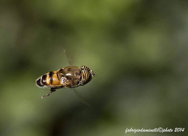 Eristalinus taeniops in volo (mosca tigre) - EXPLORE 26.08.14