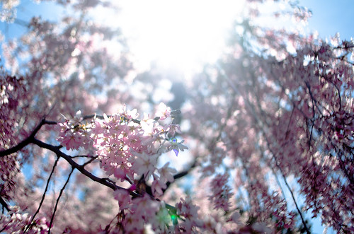 Cherry Blossom vs Sun | by nmadhu2k3