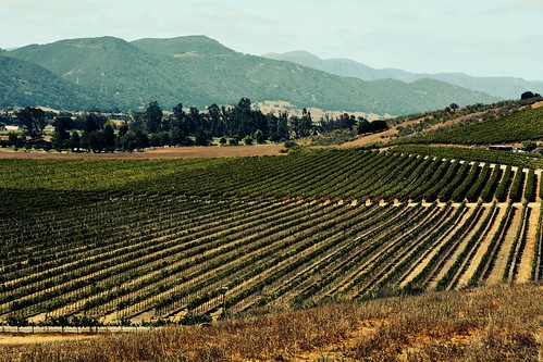 california mountains green digital rural vintage landscape vineyard nikon september valley grapes winecountry grapevines santabarbaracounty 2014 santaynezvalley d7100