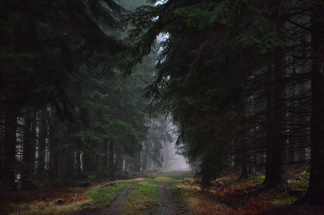 DSC_6914 Eine mystische Atmosphäre im Märchenwald - A mystic atmosphere in the fairy tale forest