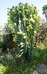 Cereus hildmannianus... flores nocturnas