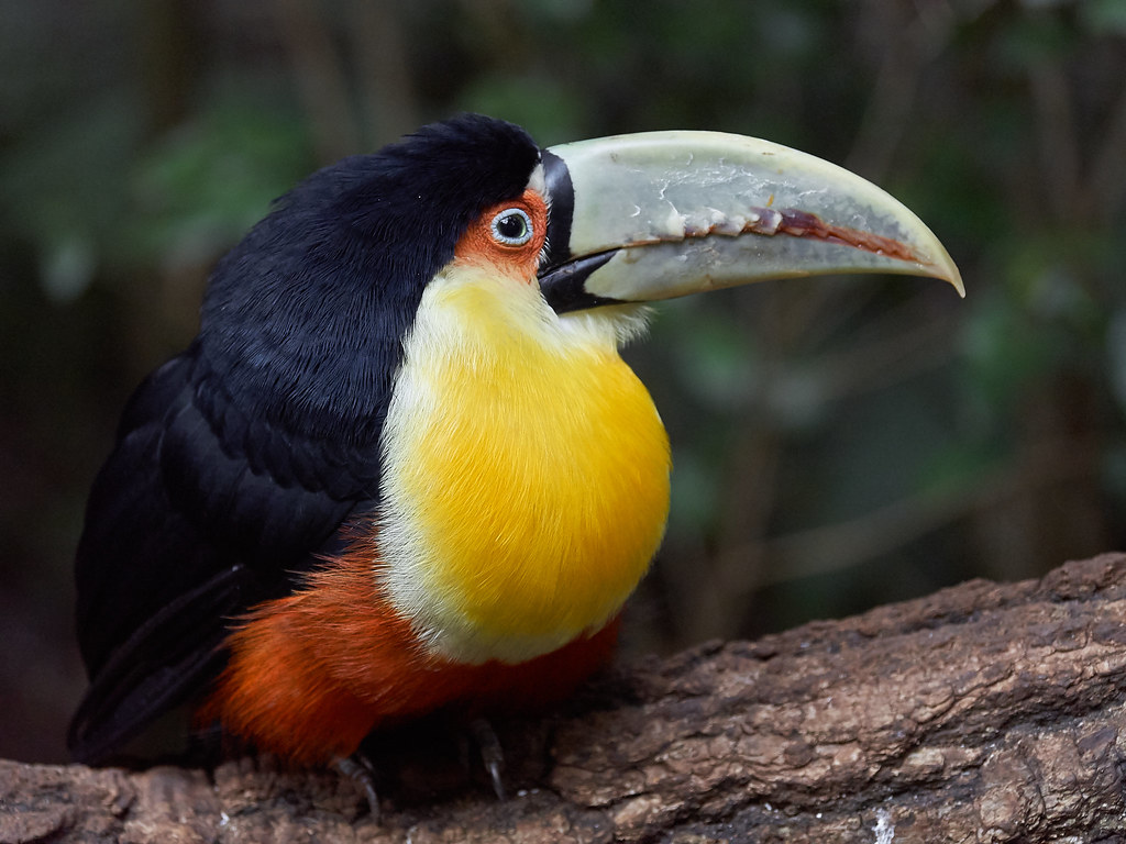 Tucán en el Parque das Aves, Foz do Iguaçu, Brasil