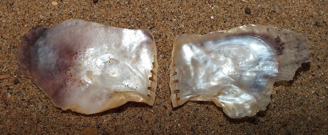 Winged oyster (Isognomon anomioides) under side