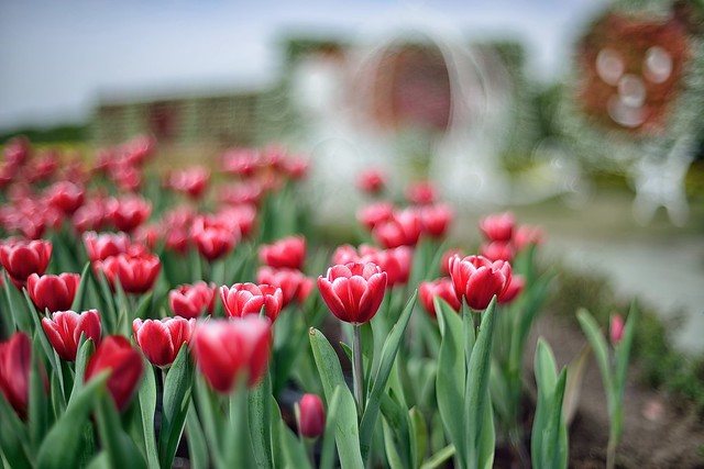 Tulip Field,中社觀光花園